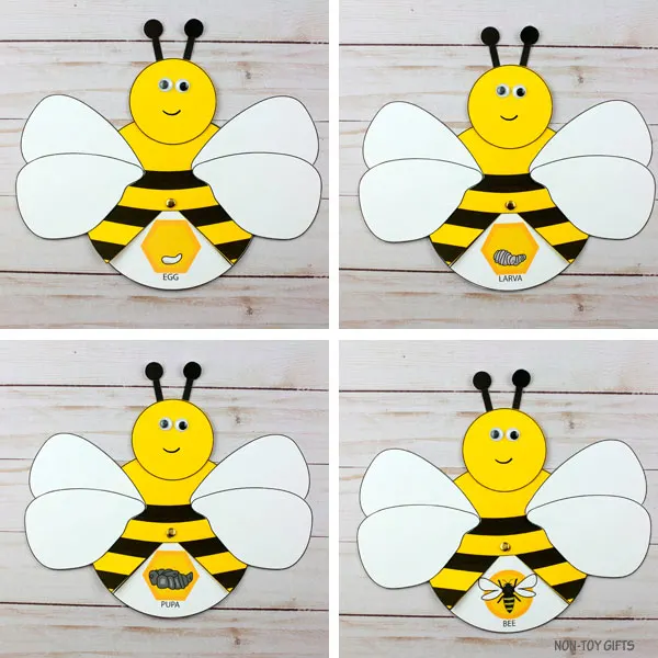 Bee life cycle for 2nd grade