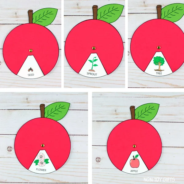 Apple life cycle interactive wheel craft