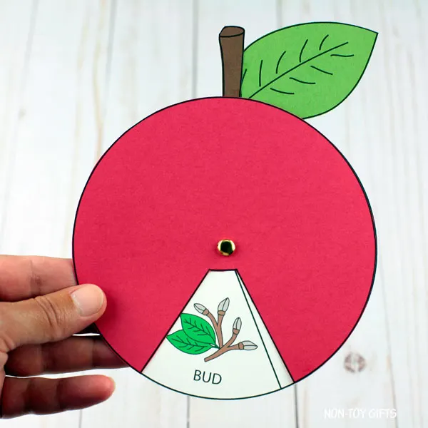 Apple life cycle craft preschool