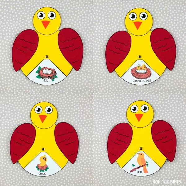Bird life cycle wheel for preschoolers