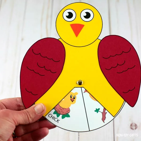 Bird life cycle interactive craft