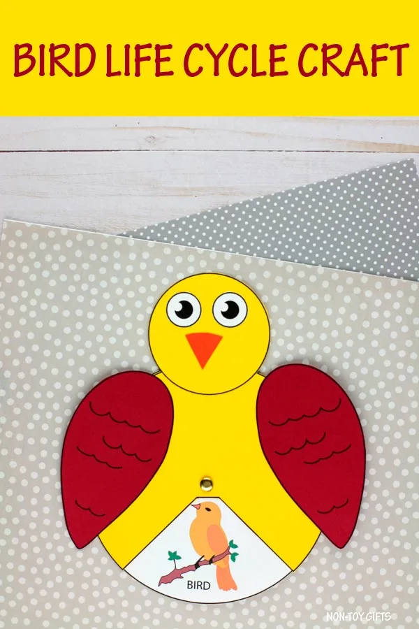 Bird life cycle craft and activity