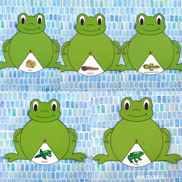 frog life cycle spinner: egg, tadpole, froglet and adult