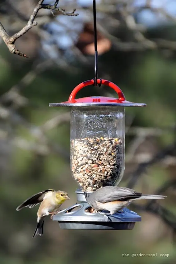 chick feeder into bird feeder