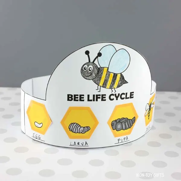 Easy bee life cycle craft printable for kids